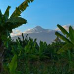 Banana Trees Under Clear Sky