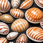 cowrie shells