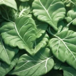 edible leaves dream meaning