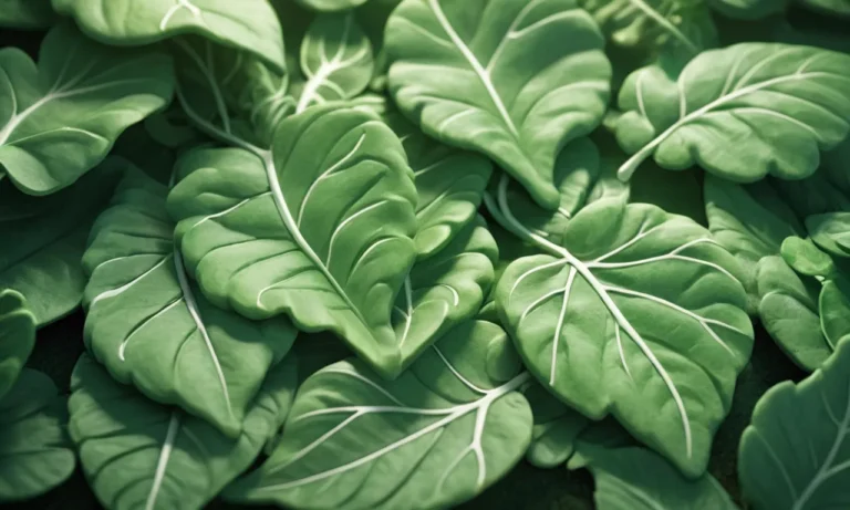 Edible Leaves Dream Meaning