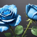 what is the of a blue rose