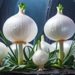 white onion dream meaning