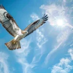 Hawk Dreams Meaning and Spiritual Meaning