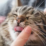 What Does It Mean When a Cat Licks You