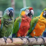 Keeping and Breeding Parrots