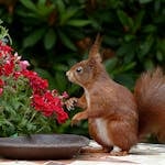 Red Squirrel on Brown Table Top